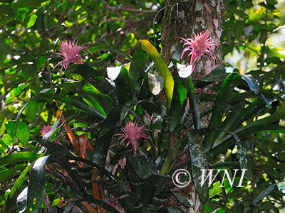 Aechmea fasciata